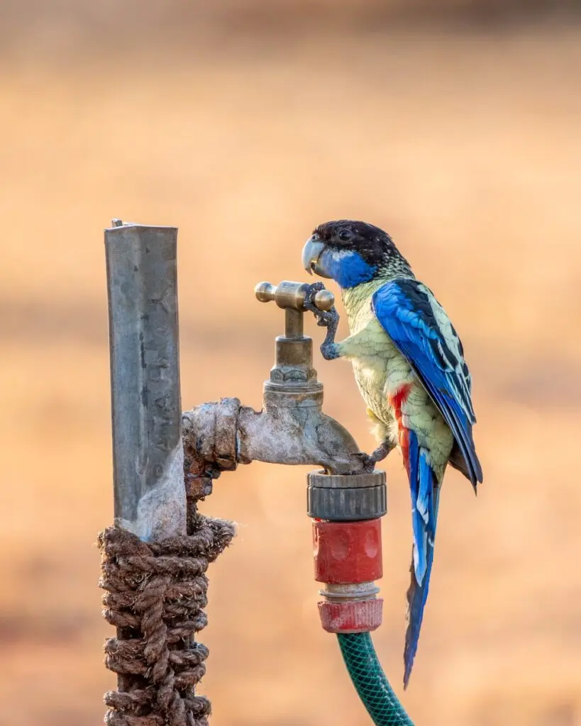 To the right of the frame, a black, blue and yellow Northern Rosella is perched on an outdoor tap, grasping the handle with its claw against a pale orange background.