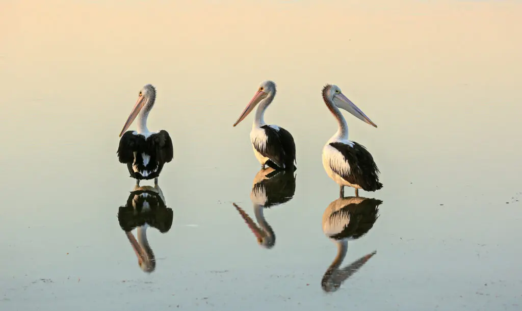 In the centre of the frame, three Australian Pelicans are standing in shallow still water with their backs to the camera. Their reflections are visible in the water below.