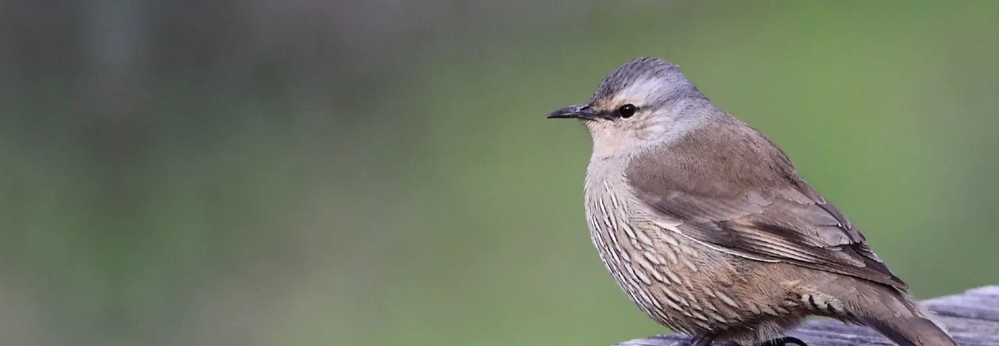 Brown Treecreeper by Andrew Silcocks