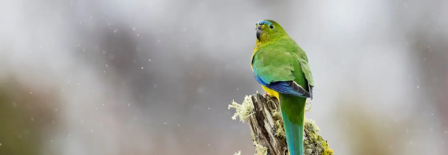 A brightly coloured Orange-bellied Parrot is perched on a mossy stump against a grey dappled background