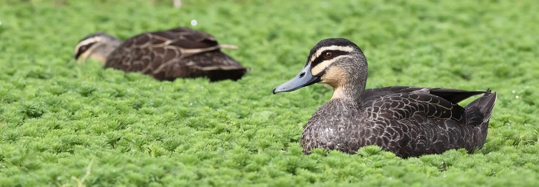 Two Pacific Black Ducks swimming in a plant-filled pond