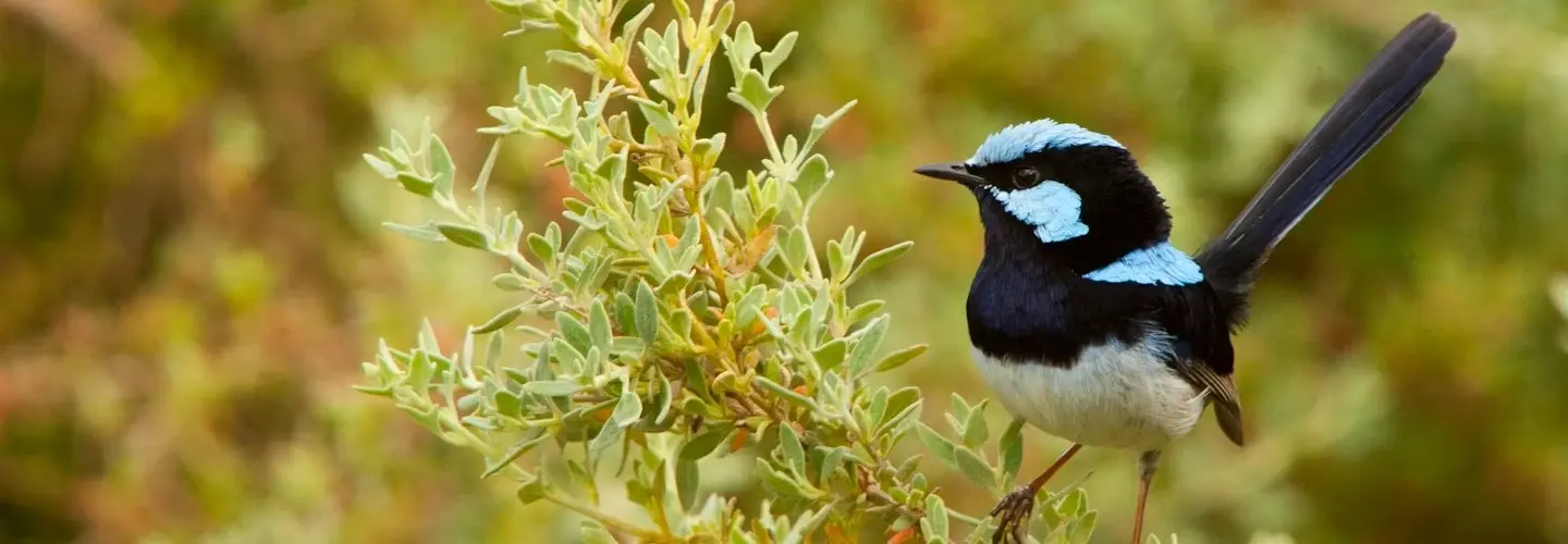 A male Superb Fairy-wren perched on a branch, looking left