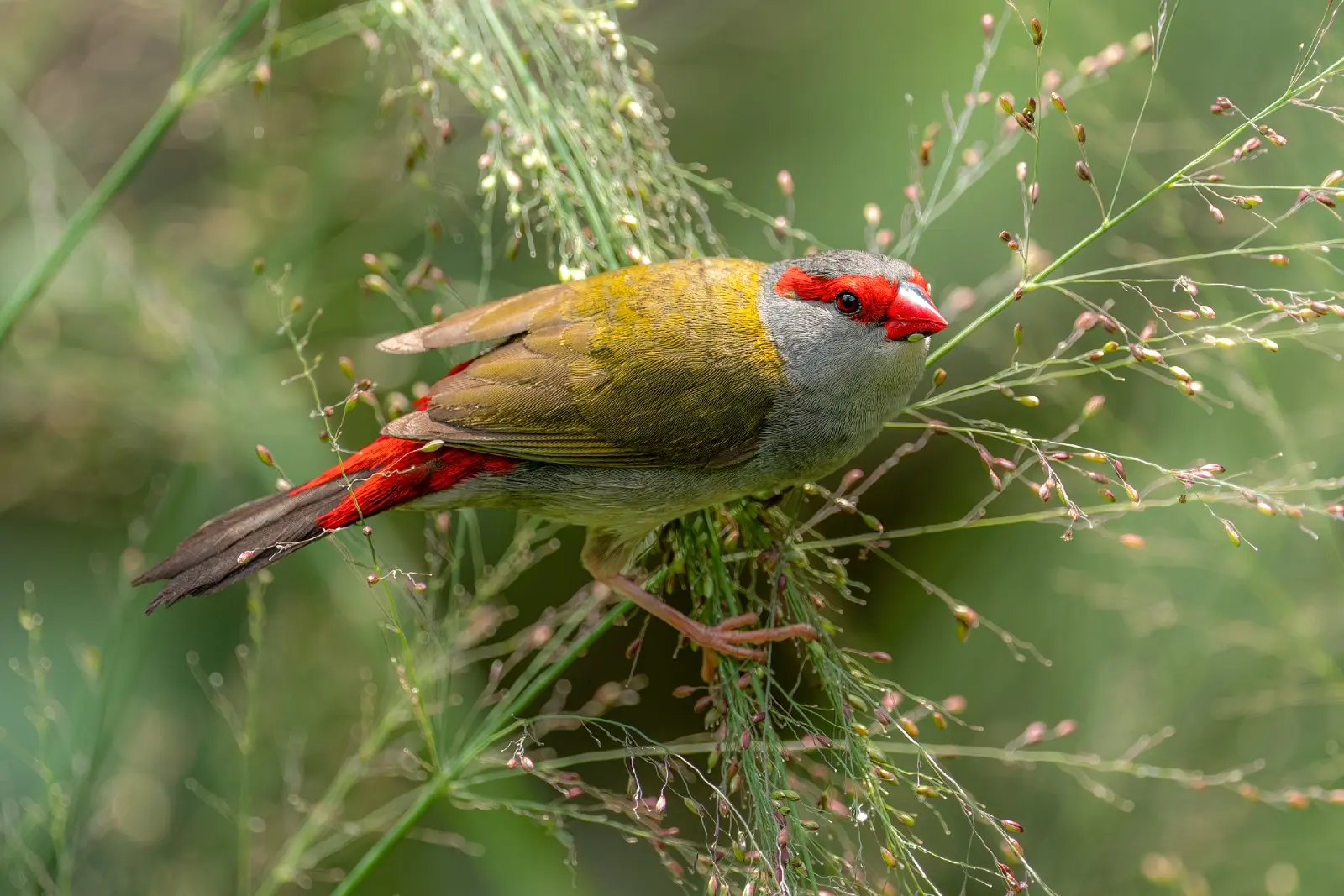 Red-browed Finches are almost always on the move, weaving through grasslands and low shrubs in search of seeds. This one had landed in a patch of native grasses and was picking off seeds with quick, precise movements. If you look closely, you’ll see it even has some left over lunch stuck to its beak.