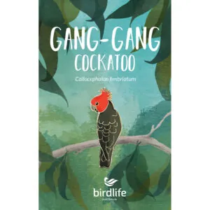 Gang-gang Cockatoo Bird Pin