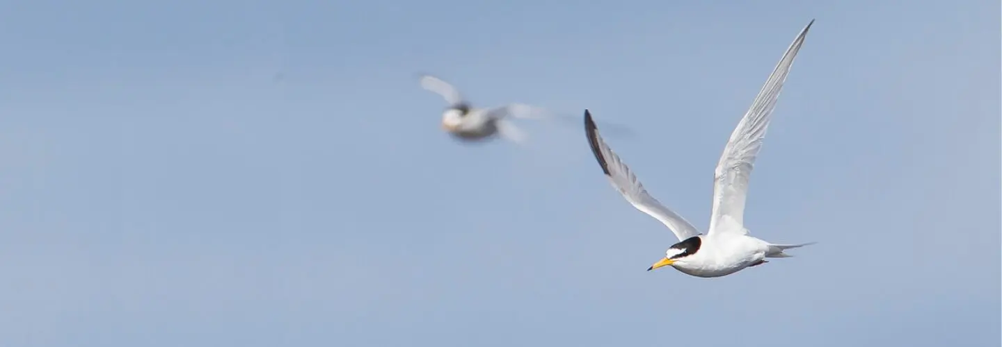 To the right of the frame, two black and white Little Terns with yellow-orange beaks fly with wings outstretched against a pale blue sky. The bird on the far right appears larger and in focus, while the bird in the background is blurred.