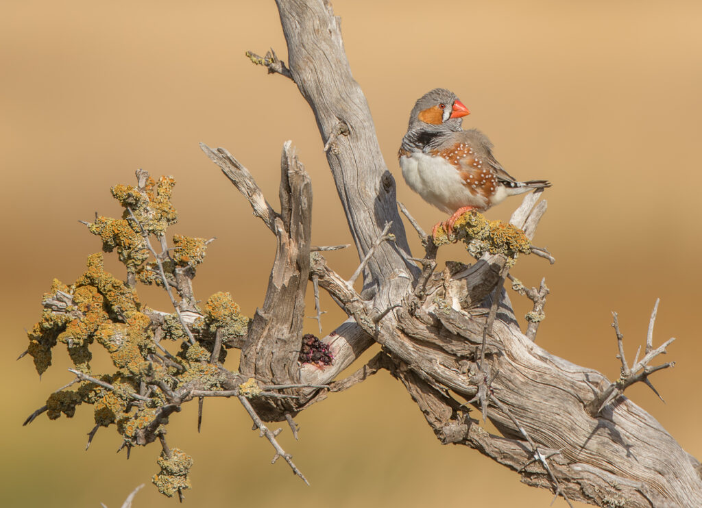 A finch perched on a dead branch with lichen.