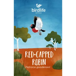 Red-capped Robin Bird Pin