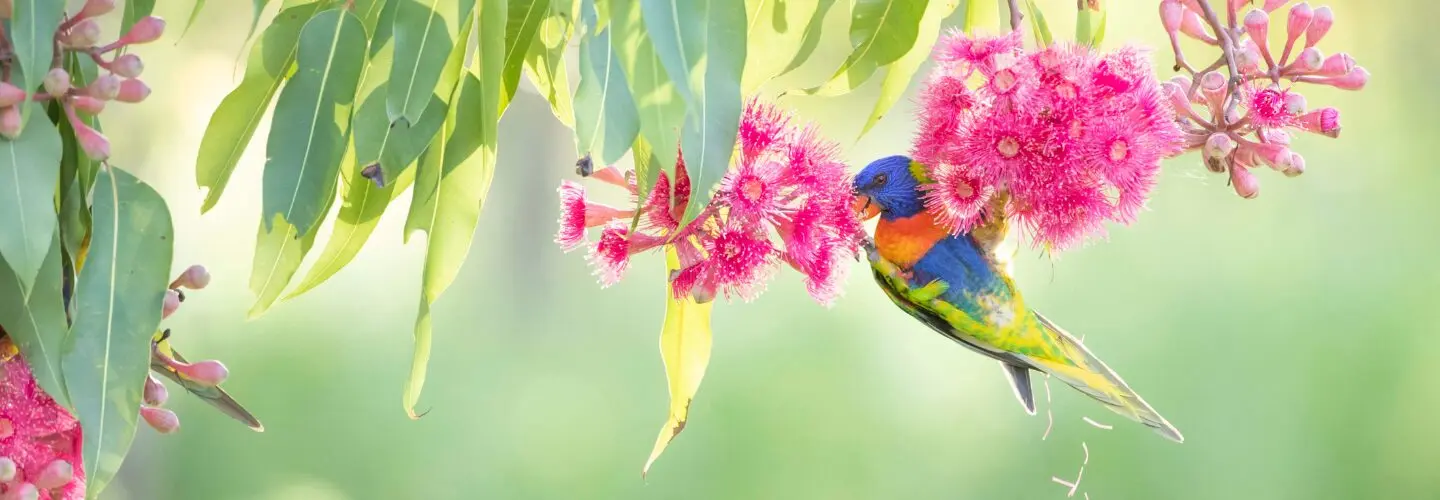To the right of the frame, a brightly-coloured Rainbow Lorikeet hangs between clumps of pink gum blossom and leaves against a blotched green background.