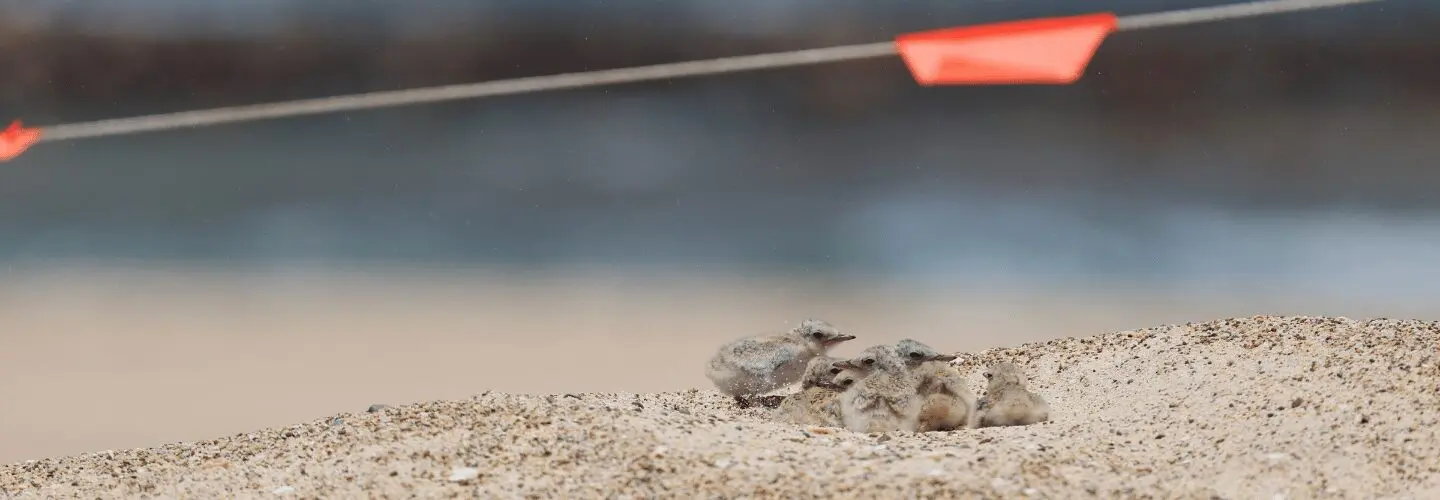Seven Little Tern chicks are huddled together on a sandy beach under a temporary fence.