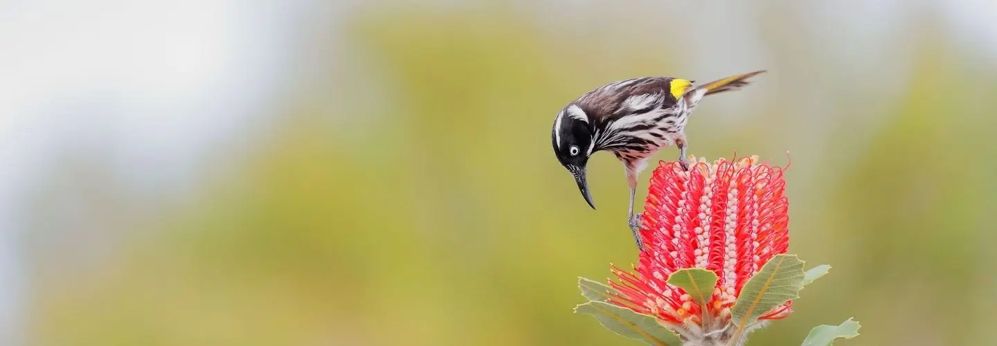 To the right of the frame, a black, yellow and white New Holland Honeyeater is perched on top of a waratah flower, against a blurred green and white background.