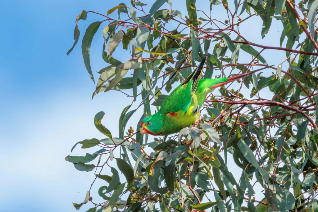 In the centre of the frame, a brightly-coloured Swift Parrot is perched on the end of a eucalypt branch, facing to the left of the screen against a pale blue sky background.