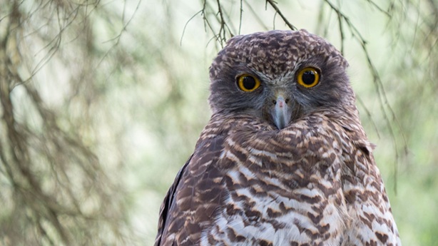 A close-up of an adult Powerful Owl staring directly into the camera with yellow eyes.