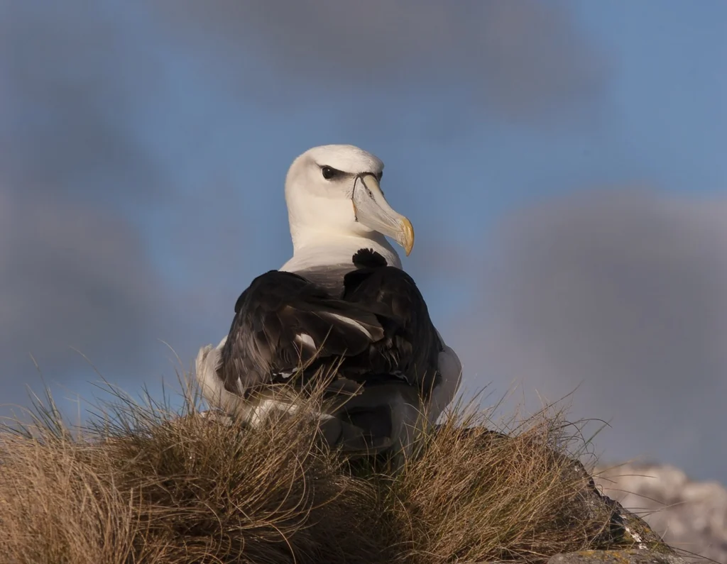 A Shy Albatross sits atop a rocky perch, back to the camera, looking to the right