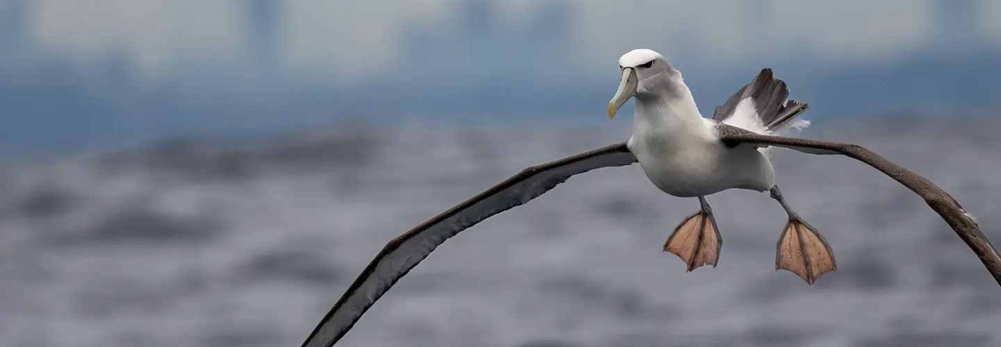 A Shy Albatross flying over the water, positioned against the striking Sydney skyline.