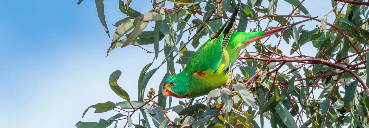 In the centre of the frame, a brightly-coloured Swift Parrot is perched on the end of a eucalypt branch, facing to the left of the screen against a pale blue sky background.