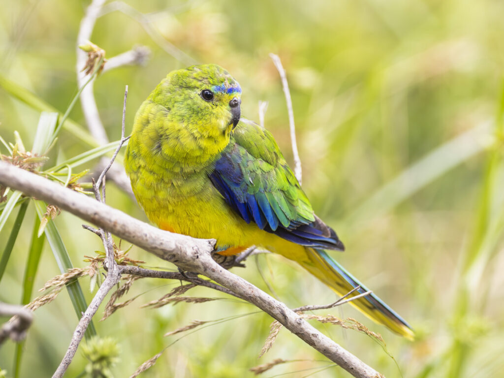 A brightly-coloured Orange-bellied Parrot perched on a thin branch against a green grassy background, facing to the right of the frame.