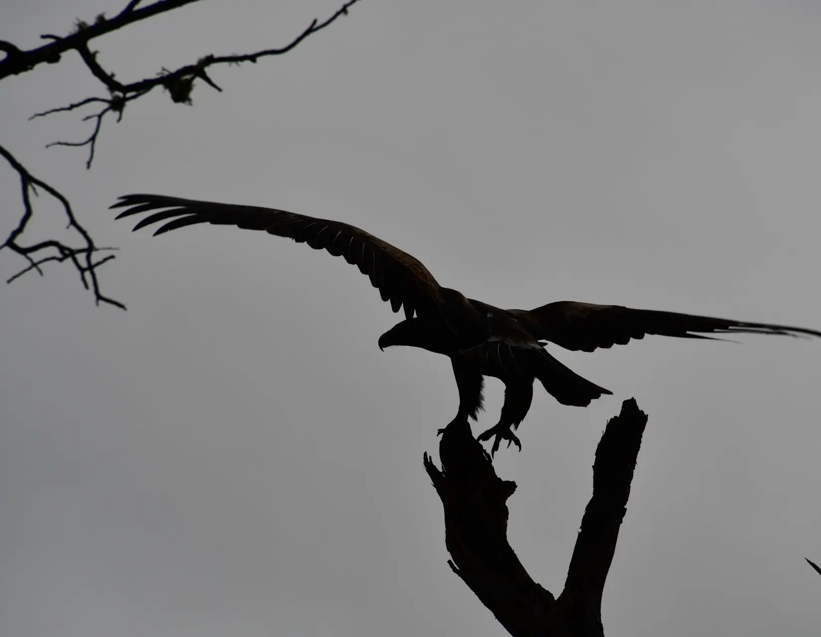 Wedge tailed eagle landing