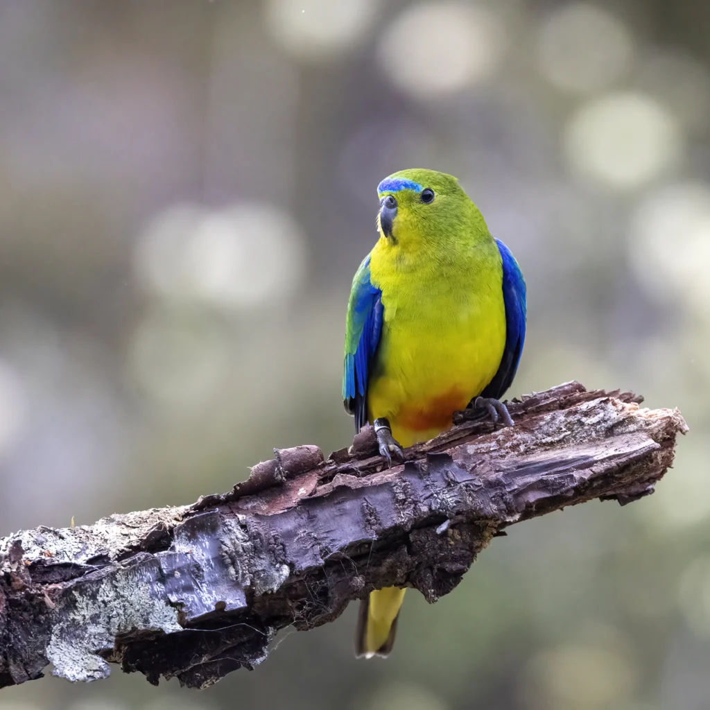 A brightly-coloured male Orange-bellied Parrot is perched on a mossy branch with visible leg bands. It is facing towards the camera, against a dappled grey and green background.