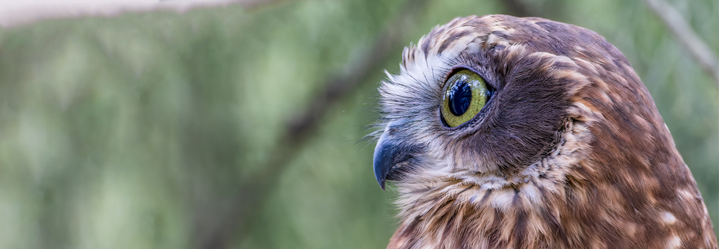 To the right of the frame, an Australian Boobook is facing left against a green blurred background. Only its head and neck are visible.