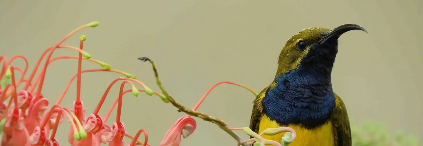 Olive-backed Sunbird sitting on a grevillea facing forward and looking right
