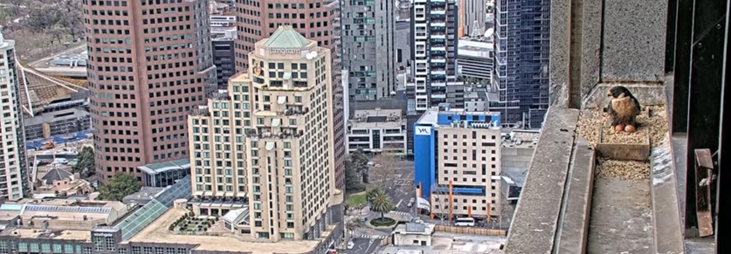 To the right of the frame, an adult Peregrine Falcon is perched in a nest box on the ledge of a skyscraper, behind two eggs. The nest looks down over the Melbourne CBD.