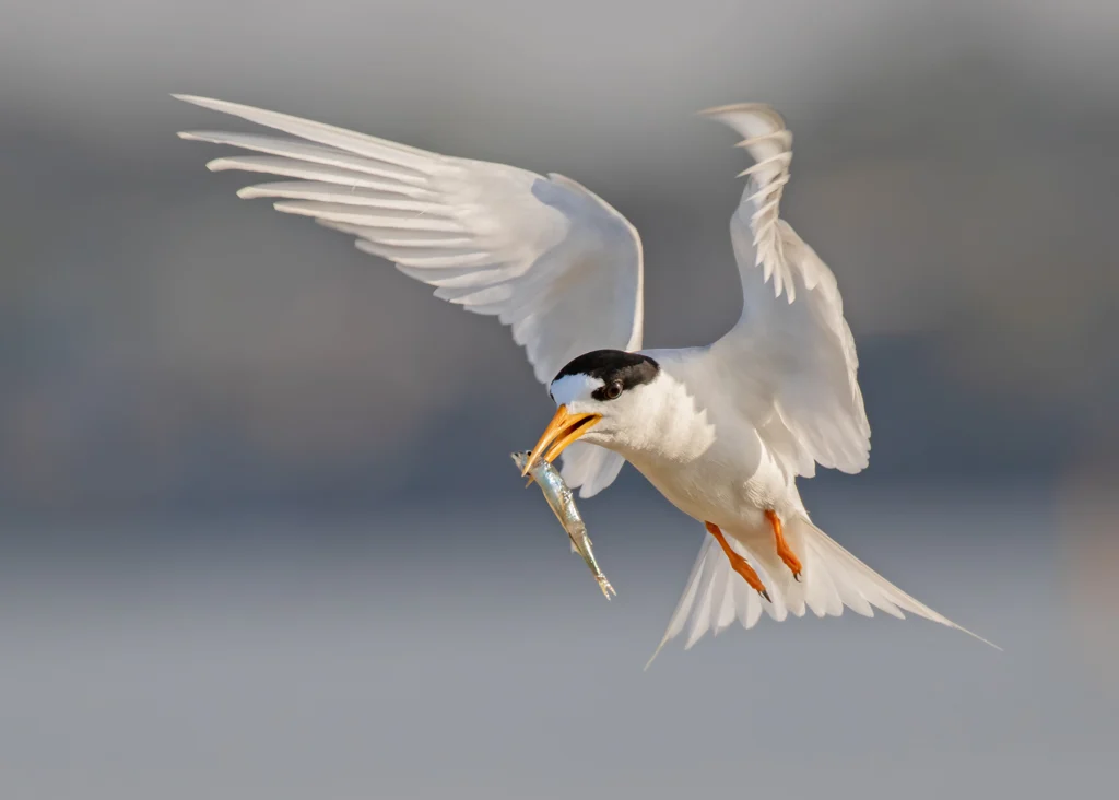 Fairy Tern catching a fish