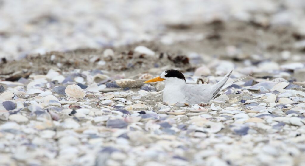 Fairy Tern sitting on the beach