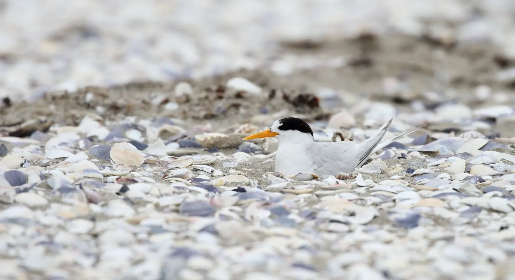 Fairy Tern sitting on the beach
