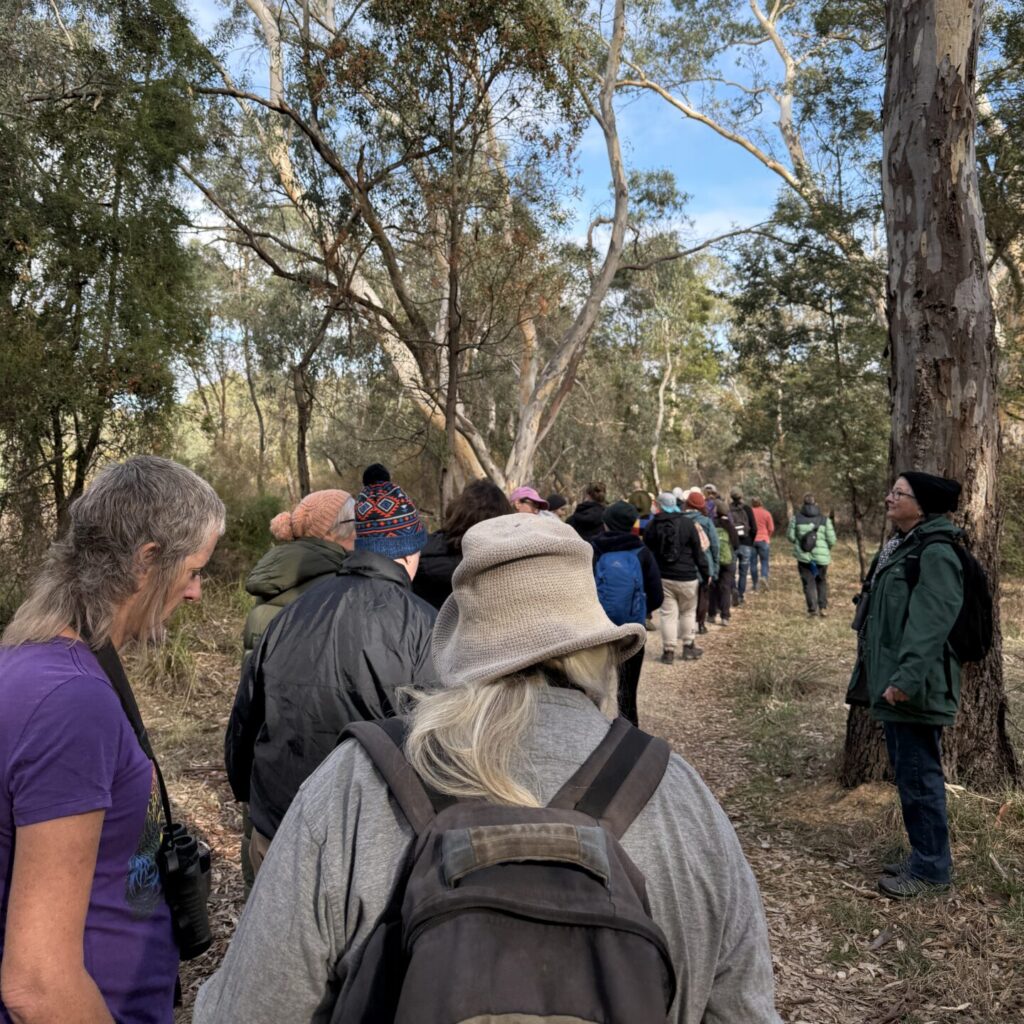 A group of people walking and watching birds in the bush. 