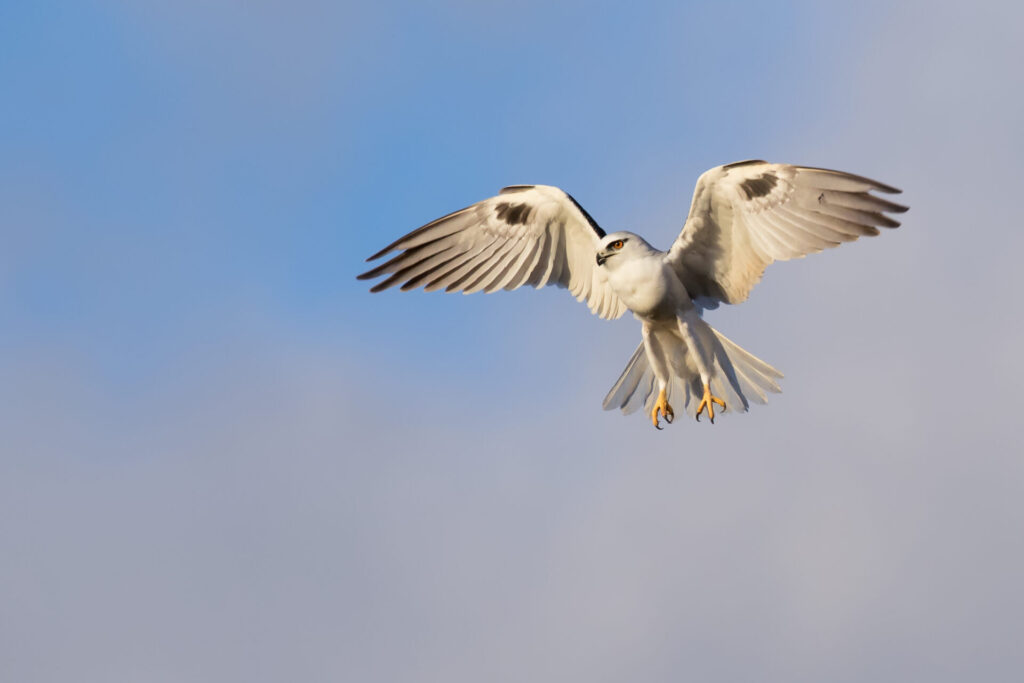 To the right of the frame, a young black and white Black-shouldered Kite hovers with wings outstretched against a cloudy blue sky.