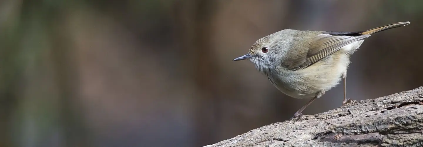 A King Island Brown Thornbill perched on a woody branch