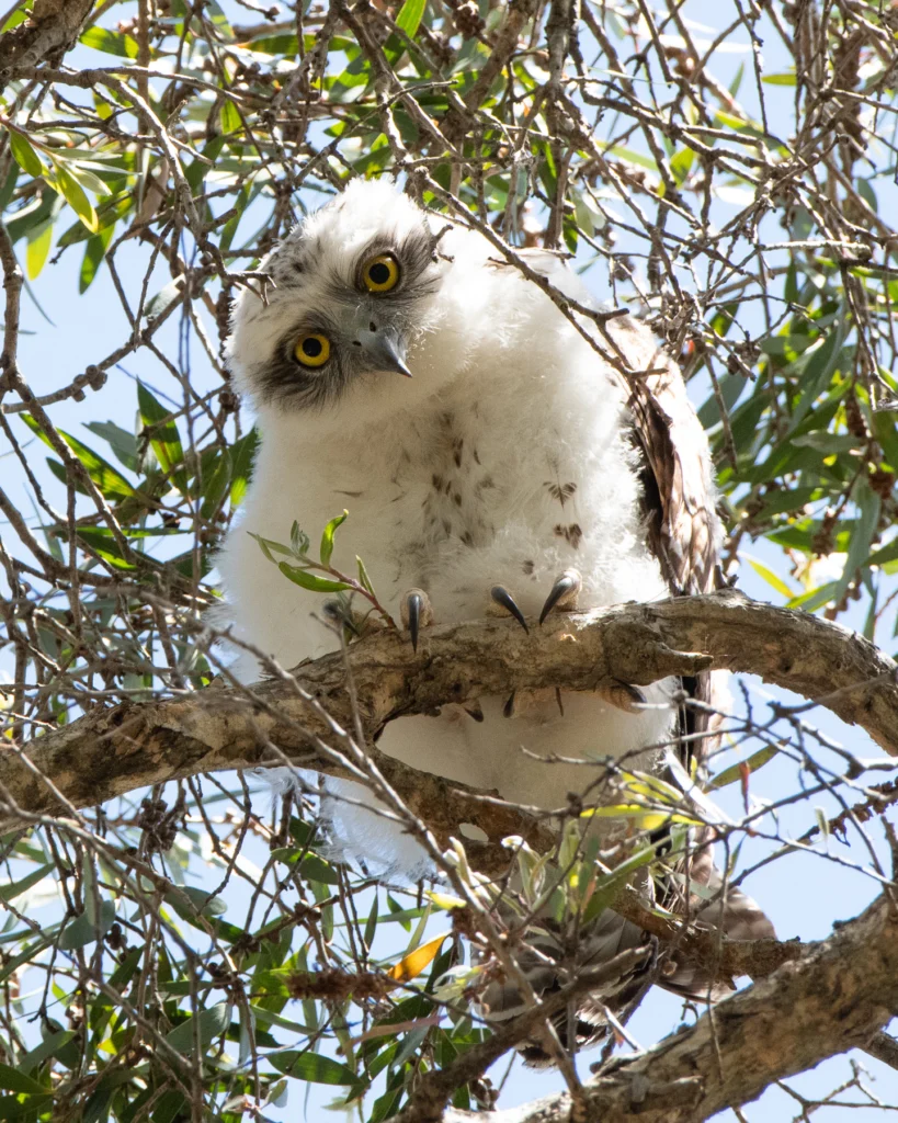 Powerful Owlet
