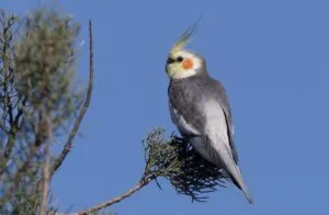 A Cockatiel sitting on the end of a branch, its back to the camera, looking left. The bird's body is mostly brownish grey with a prominent white patch on the wings, Cockatiels have a distinctive head pattern comprising a yellow face with a bright orange ear patch, and a long grey and pale yellow head crest.