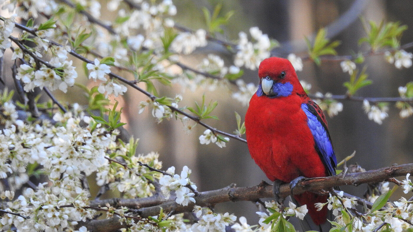Crimson Rosella