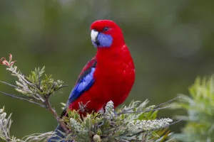 Crimson Rosella