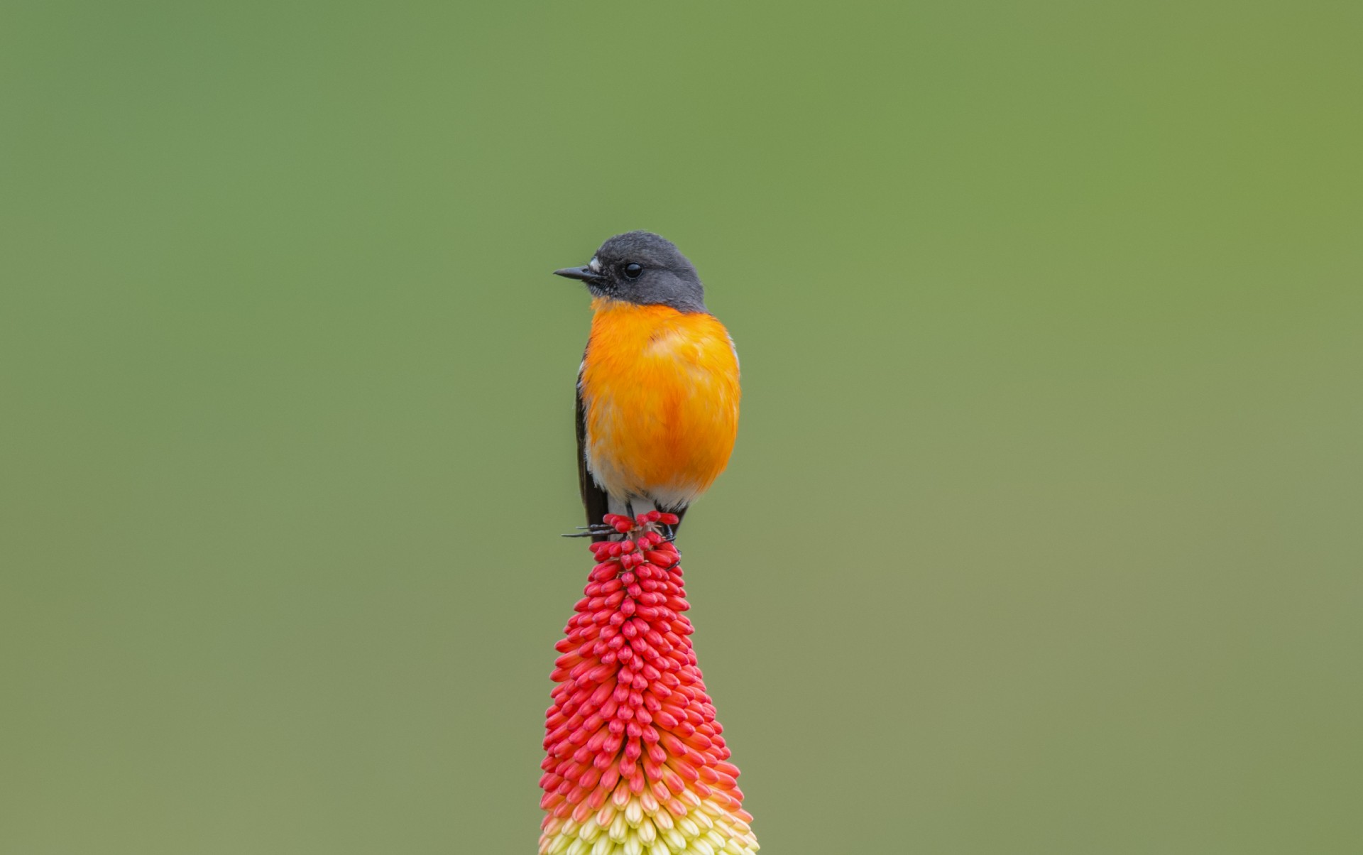 Flame Robin on a torch lily.