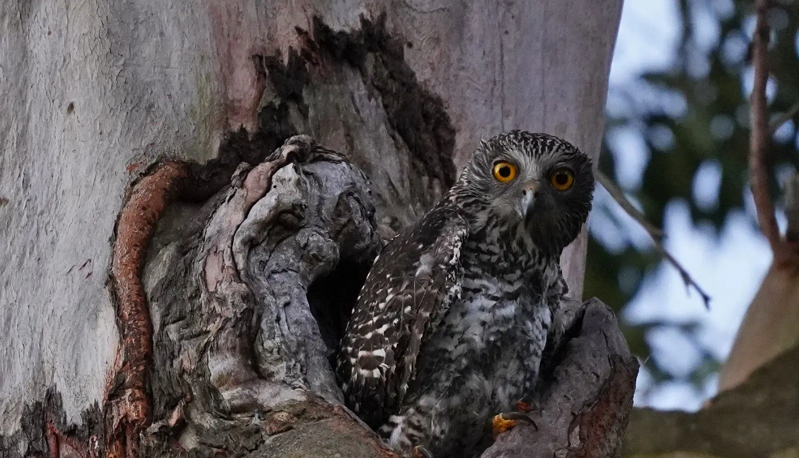 Powerful owl perched in a tree