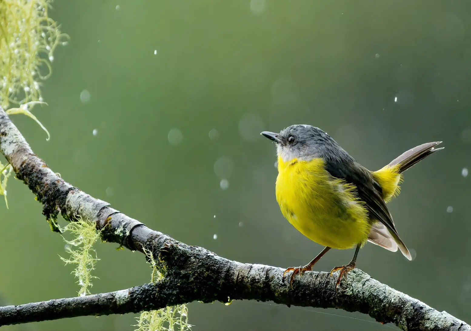 Eastern Yellow Robin just popped up onto a nearby branch
