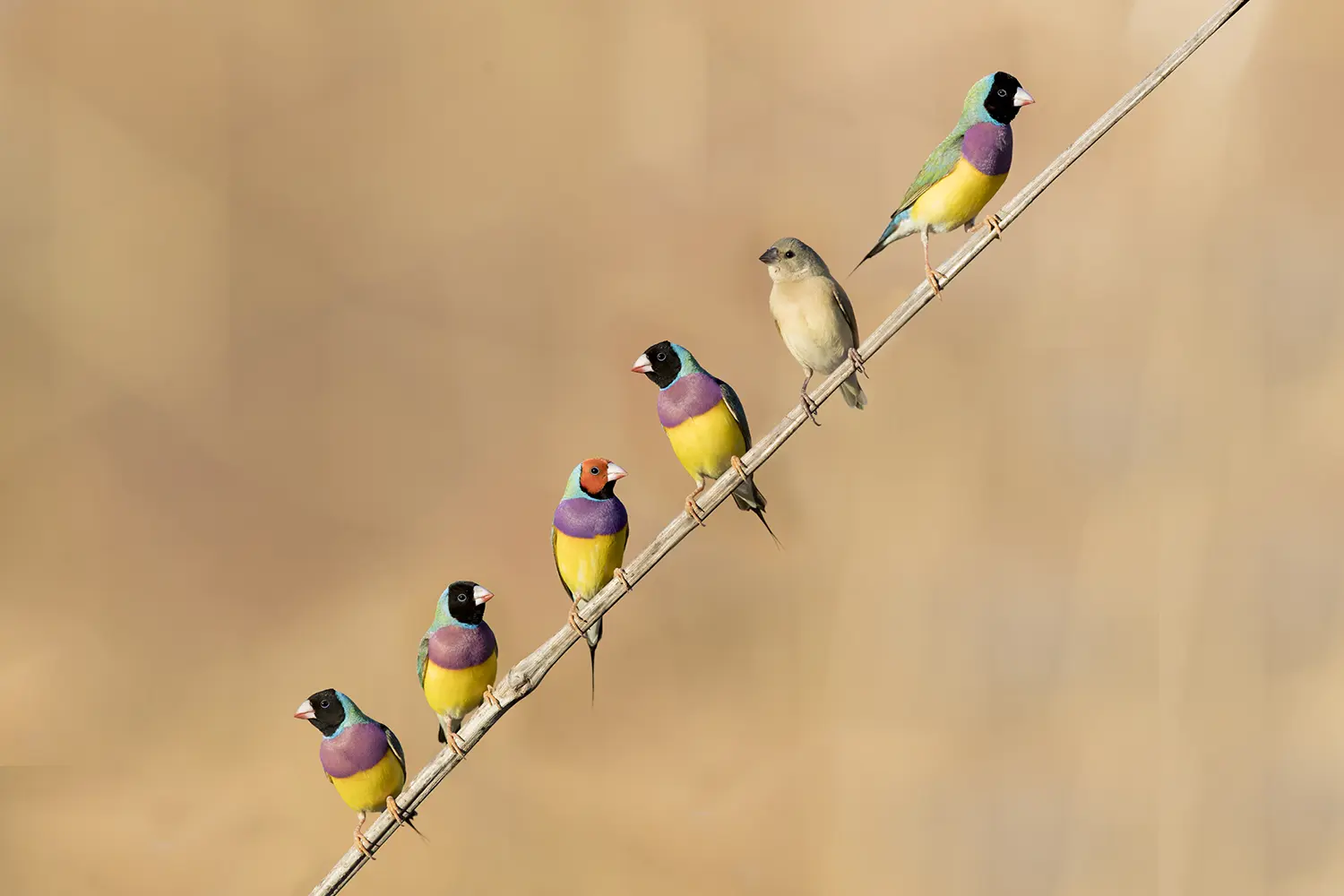 To the right of the frame, five brightly-coloured Gouldian Finches and one brown juvenile are perched on a diagonal branch against a pale orange-pink background