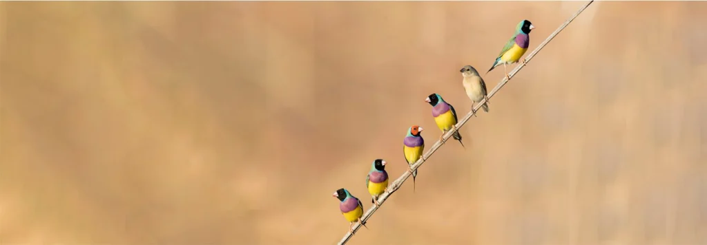 To the right of the frame, five brightly-coloured Gouldian Finches and one brown juvenile are perched on a diagonal branch against a pale orange-pink background