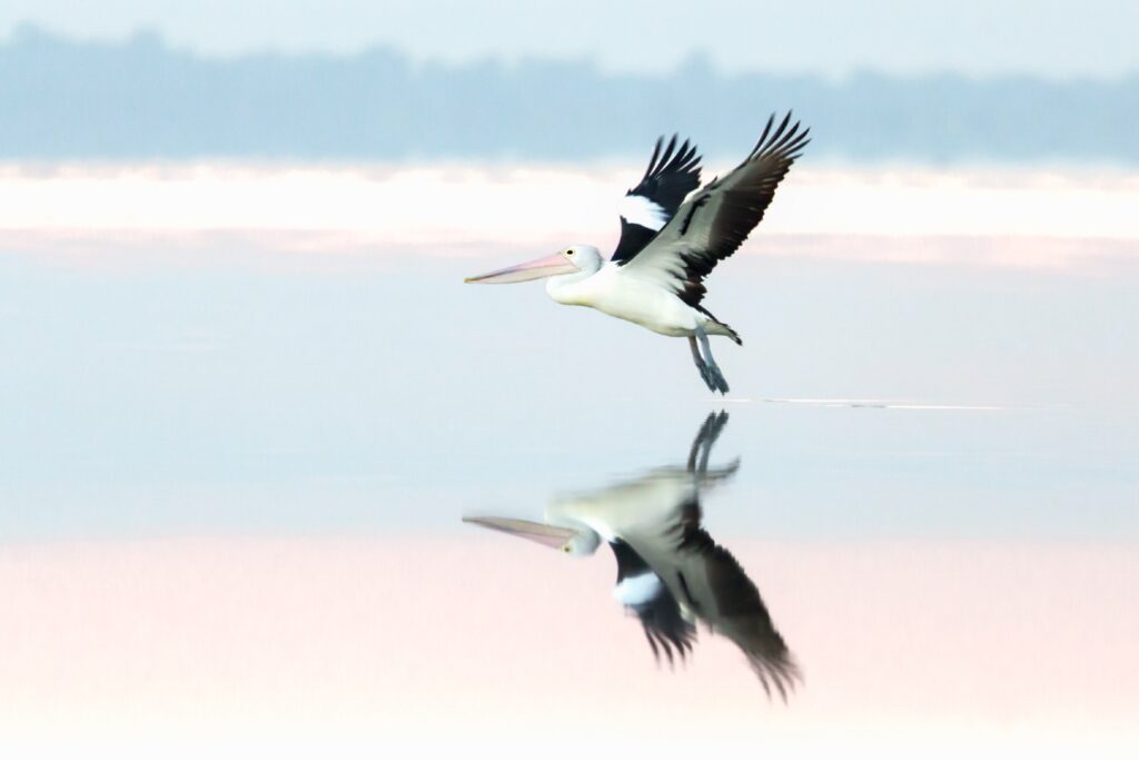Australian Pelican