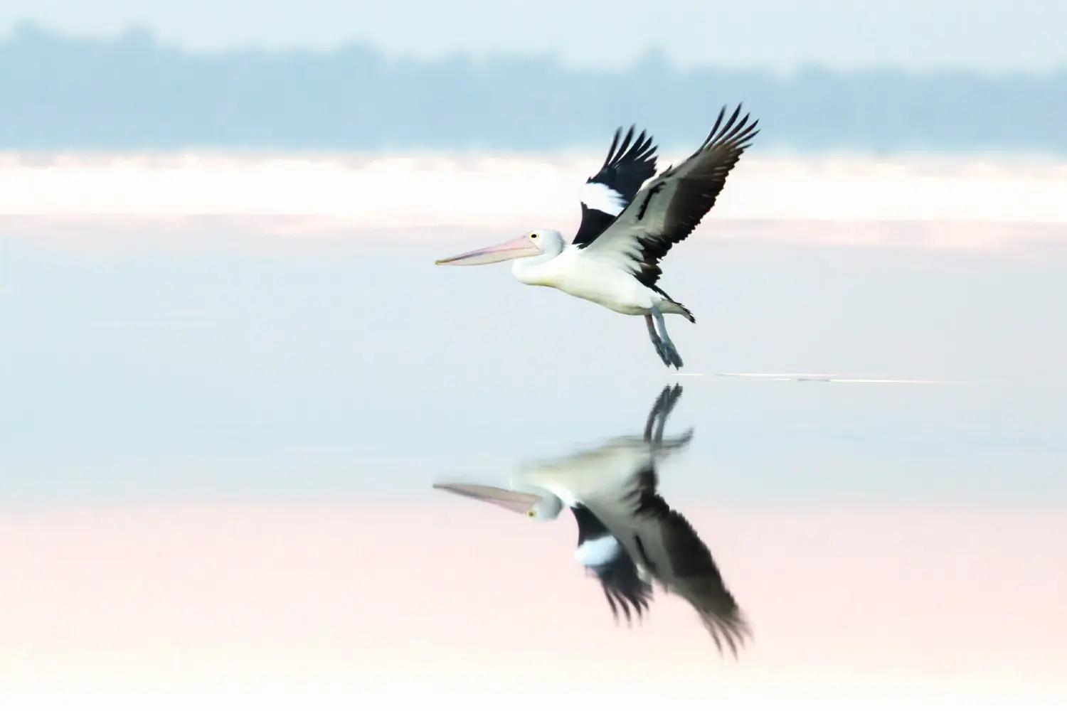 Australian Pelican