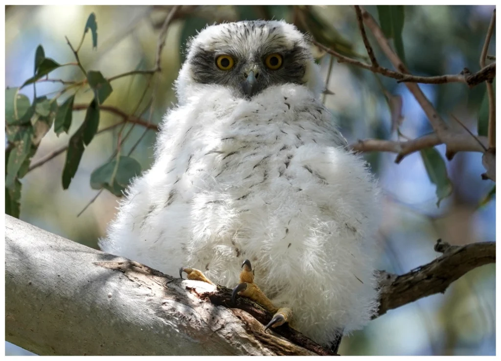 Powerful Owlet