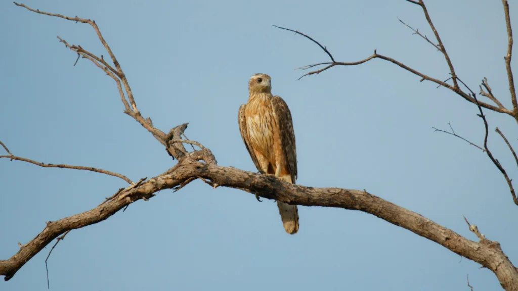 Red Goshawk