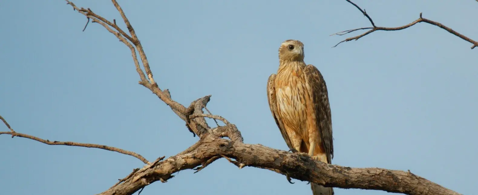 Red Goshawk