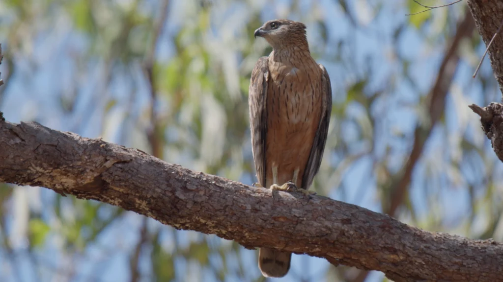 Red Goshawk