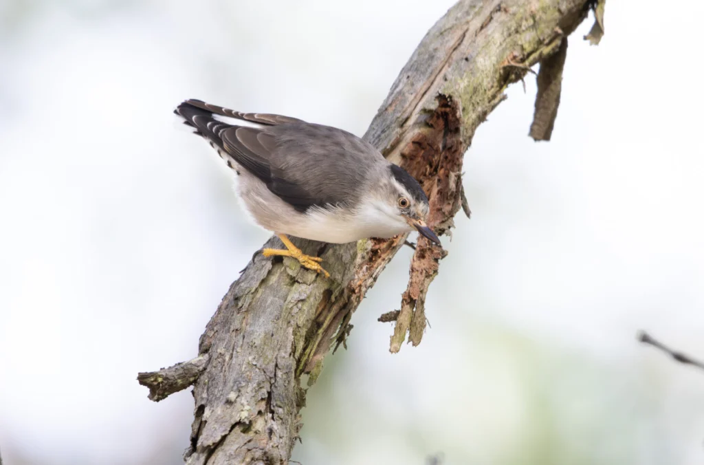 Varied Sittella