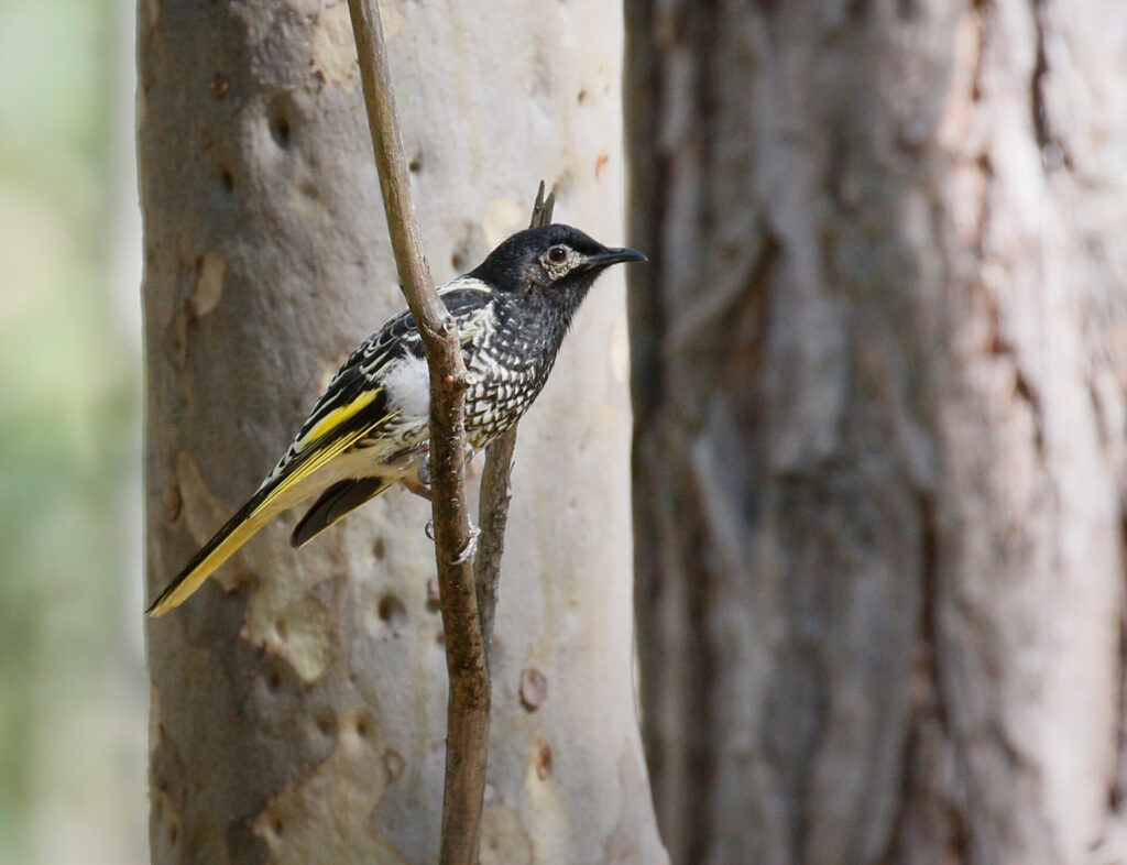 Regent Honeyeater