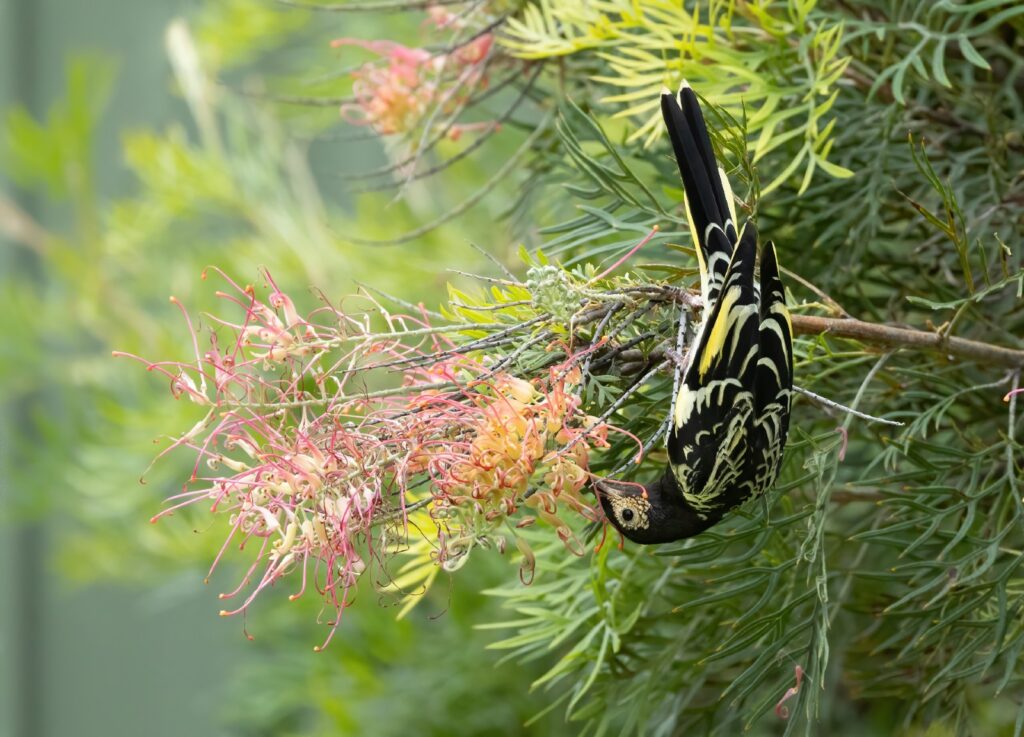 Regent Honeyeater