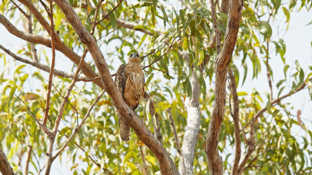 Red Goshawk